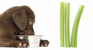 There are about 30 different rabbit species and each species is. Can Dogs Eat Celery A Complete Guide To Celery For Dogs