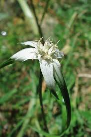 Image result for Rhynchospora gracillima