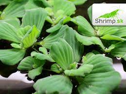 Túto firmu sme si vybrali z toho dôvodu, že produkuje veľmi kvalitné rastliny. Pistia Stratiotes Pistia Rezavkova