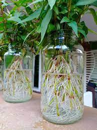 Pastikan pasu dan baldi sepadan dan pasu boleh masuk ke dalam baldi. Tip Tanam Pokok Kesum Dalam Air Kalau Nampak Daun Mula Kuning Kena Trim Begini Supaya Daun Kekal Subur Merimbun Vanilla Kismis