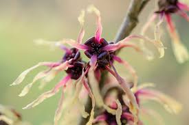 Image result for Hamamelis mollisi