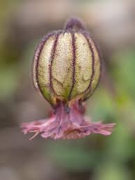 Image result for Silene burchellii