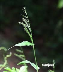 Image result for Oplismenus compositus