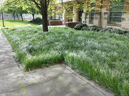 Liriope Spicata City Garden Landscape Design Garden Design