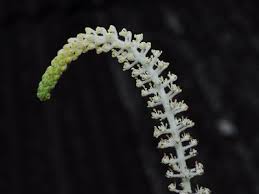 Image result for Sarcophrynium schweinfurthianum