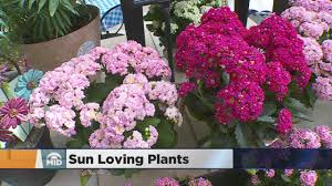 Flowering plants for full sun. How To Use Plants In Your Yard That Thrive In Full Sun Youtube