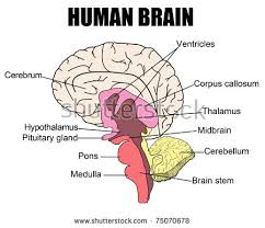 Image result for detailed illustration of human brain