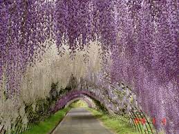 Amazing Fairy Tale Flower Tunnel In Japan Most Beautiful Gardens Wisteria Garden Wisteria Tunnel Japan