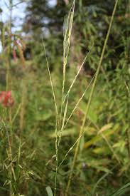 Image result for Oryza longistaminata