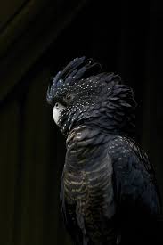 Black And White Photos Of Animals In Shadows Light And Shadow Photo By Ben Mitchell National Geographic Your Shot Shadow Photos Pet Birds Animals Beautiful