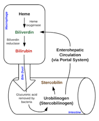 bilirubin wikipedia