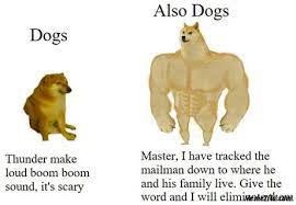 Dogs Thunder Makes Loud Boom Boom Sound Also Dogs I Have Tracked The Mailman Meme Memezila Com