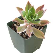 Image result for Agavaceae