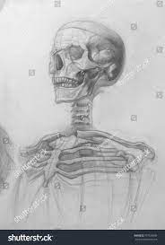 Skeleton Academic Pencil Realistic Hand Drawing Stock Illustration  357539609 | Shutterstock