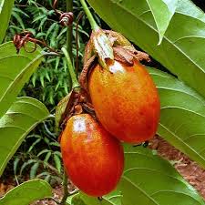 Image result for Palisota ambigua