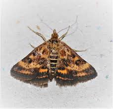 Image result for Pyrausta despicata
