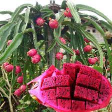 Fruit trees can be planted any time of year as long as the soil is not frozen and the temperatures have not reached their peak. Pitaya Nursery Fruit Trees Buy Pitaya Nursery Fruit Trees Dragon Fruit Nursery Dragon Fruit Trees Nursery Product On Alibaba Com