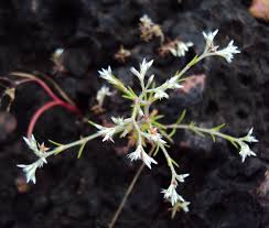 Image result for Polycarpaea corymbosa