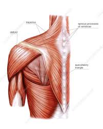 The muscular system is responsible for movement in collaboration with the nervous system to form impulses for motion. Human Shoulder Muscle Artwork Search Science Photo Library