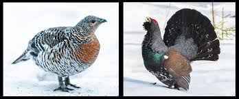 Image result for Caperonia serrata