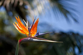 We did not find results for: Incredible Meaning And Symbolism Of Bird Of Paradise Flower Florgeous