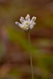 Image result for Burmanniaceae