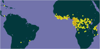 Image result for Caloncoba crepiniana