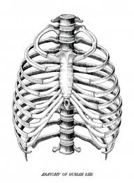 Rib cage, in vertebrate anatomy, basketlike skeletal structure that forms the chest, or thorax, and is made up of the ribs and their corresponding attachments to the sternum (breastbone) and the vertebral column.the rib cage surrounds the lungs and the heart, serving as an important means of bony protection for these vital organs.in total, the rib cage consists of the 12 thoracic vertebrae and. Premium Vector Anatomy Of Human Ribs Hand Draw Vintage Clip Art Isolated On White Background