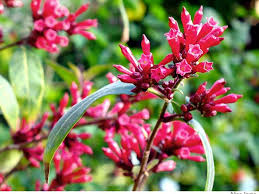 Image result for Cestrum