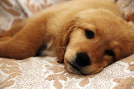 Ringworm In Dogs And Cats Vetwest Animal Hospitals Contrary to its name ringworm is not a worm at all but a fungus called dermatophytes. ringworm in dogs and cats vetwest