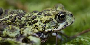 Western Toad Burke Museum