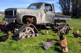 Petting zoos that are part of working farms (see family fun farms) are not mentioned in the following list. Sonoma County Animal Farms Petting Zoos And Wildlife Preserves For Springtime Fun Sonoma Magazine