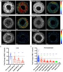 And now, it's connected to the adobe document cloud − making it easier than ever to work across computers and mobile devices. The Formin Inhibitor Smifh2 Inhibits Members Of The Myosin Superfamily Biorxiv