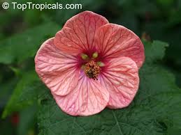 Image result for Abutilon sp.no.2