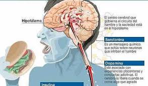 Image result for dopamina