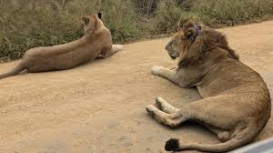 Image result for Pyrostria bibracteata