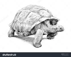 Stock Photo Giant Tortoise Hand Drawn Turtle Illustration Or Pencil Sketch 319847867 Jpg 1500 1 Schildkrote Zeichnung Schildkrote Zeichnen Schildkrote Malerei