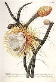 selenicereus grandiflorus wikipedia the free encyclopedia botanical illustration botanical drawings botanical art