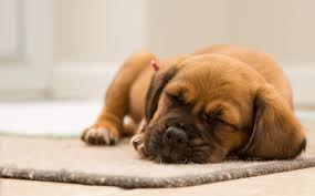 Here is a collection of some of my favorite pet loss poems. 10 Of The Best Poems About Dogs Interesting Literature