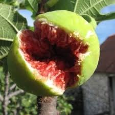 Riddles not only provide fun, but also help children learn to think and reason. How To Grow And Care For Fig Trees In The Uk The Gluttonous Gardener