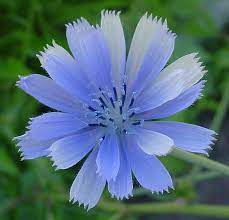 Pin On Flower Gardening