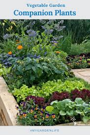 However, we are drawing the line at brassicas (omitting cresses and radishes), not to further confuse companion planting guidelines. It S Junior High In The Vegetable Garden Tomatoes Like Onions Onions Like Broccoli But Br Garden Companion Planting Tomato Garden Backyard Vegetable Gardens