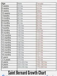 Valid Mastiff Growth Chart Height English Mastiff Puppy