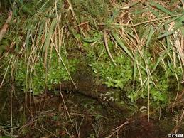 Image result for Laurembergia