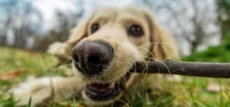 Thank you for your interest in adopting from almost home! Almost Home Pet Resort Startseite Facebook