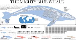 Bio227fall2015 08 Blue Whales