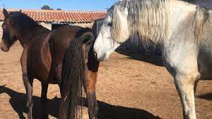 Big Horse Mating In Garden | Horse Best mating | Horse Breeding Video -  YouTube