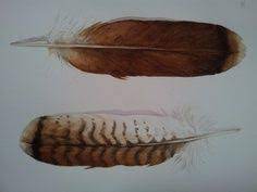Red Tail Hawk Feather Drawing Google Search Hawk Feathers Feather Painting Red Tail Hawk Feathers