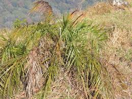 Image result for Phoenix pusilla