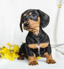 Don't miss what's happening in your neighborhood. Dachshund For Sale Pa